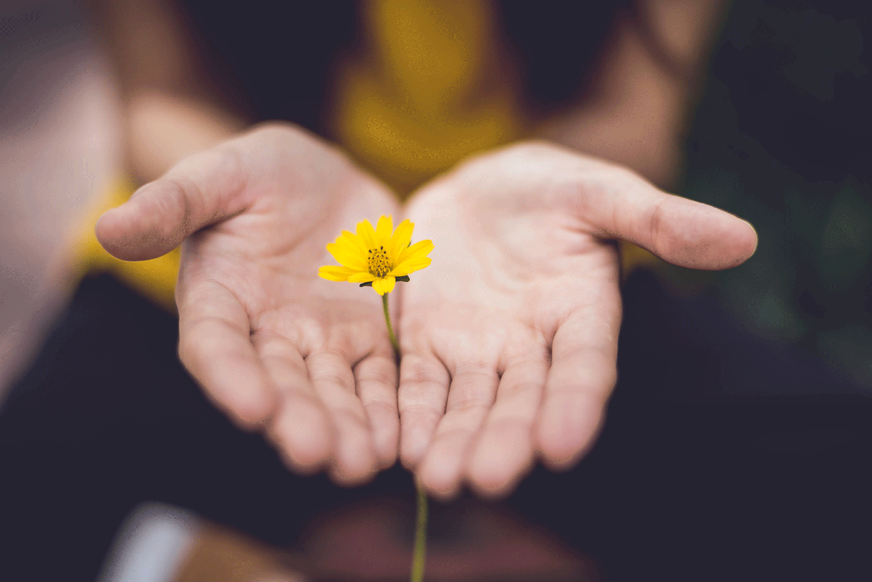 Mano che tiene un fiore, Fondazione Fiore della Pace ETS, volontariato senzatetto Torino